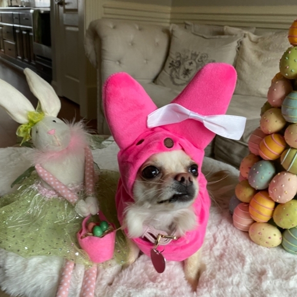 PEEPS | Easter bunny costume for animals - Picture 1 of 13